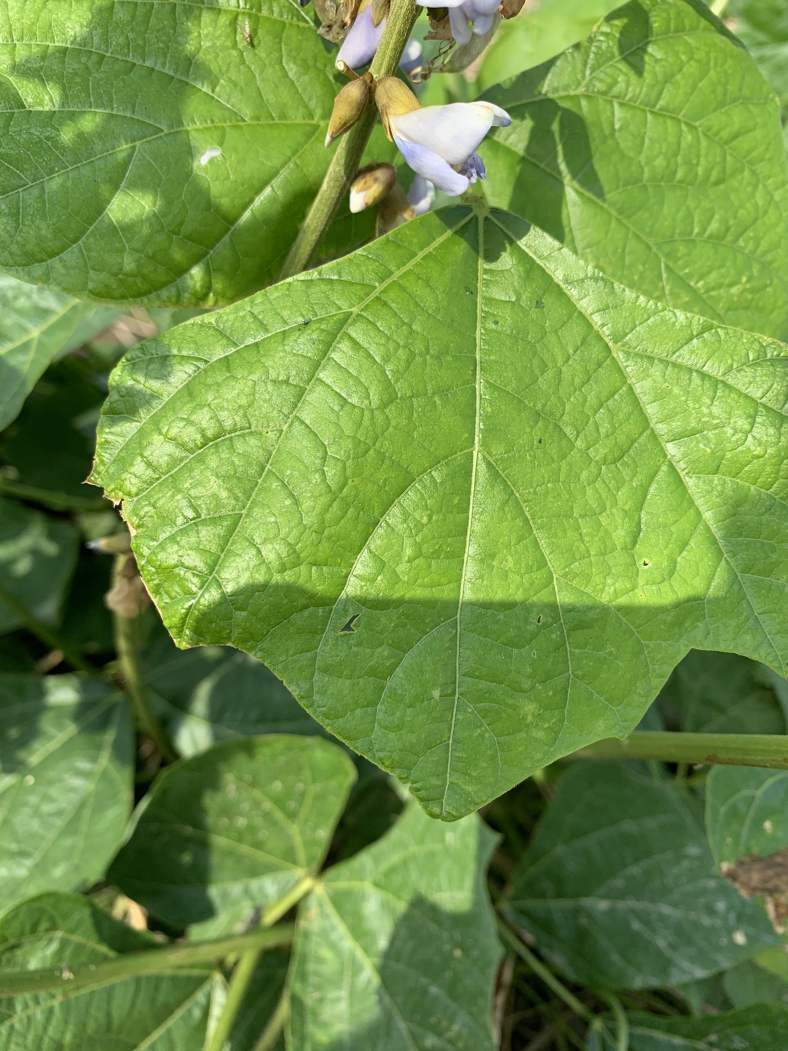Pachyrhizus tuberosus